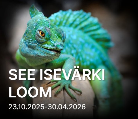 Vidukil silmadega kameeleon oksal